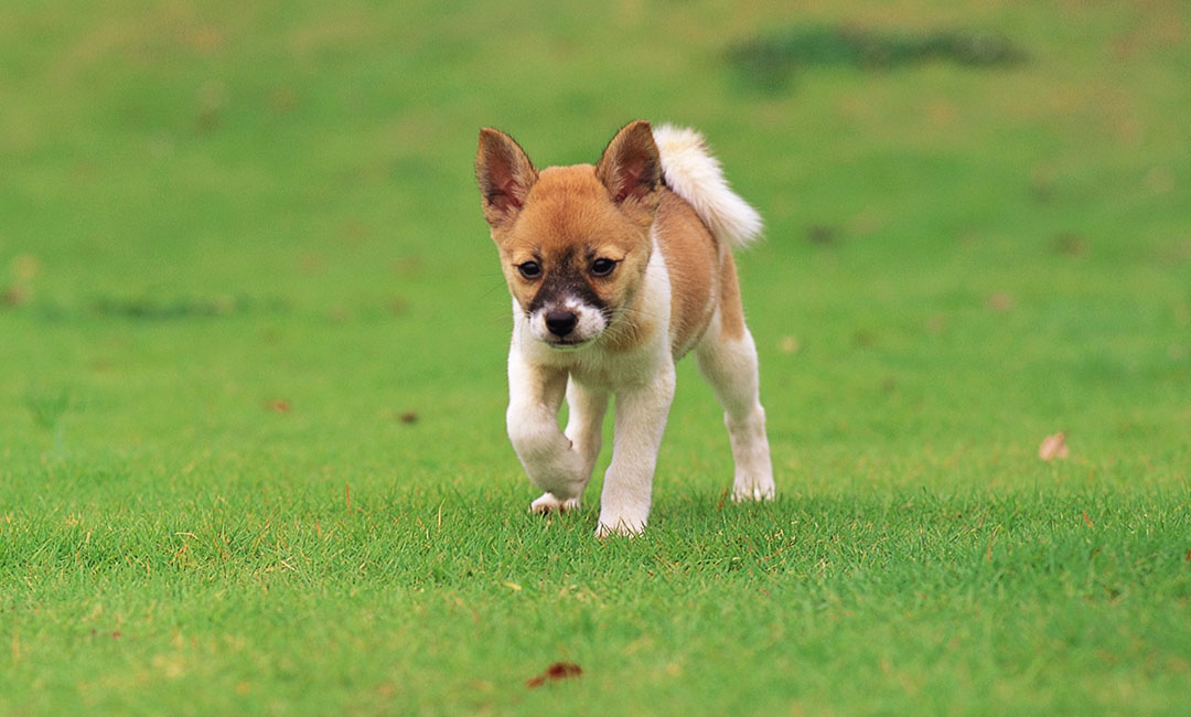 静安叮叮宠物商业计划书案例